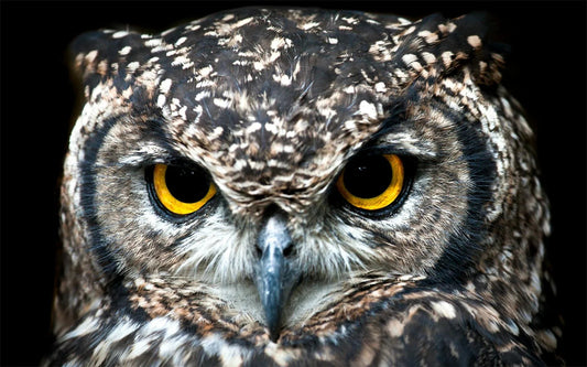 Close-up van uil met gele ogen, scherpe veren en intense blik, wildlife fotografie