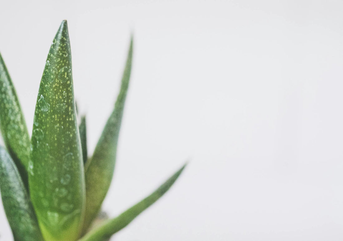 Slechte wondgenezing aloe vera