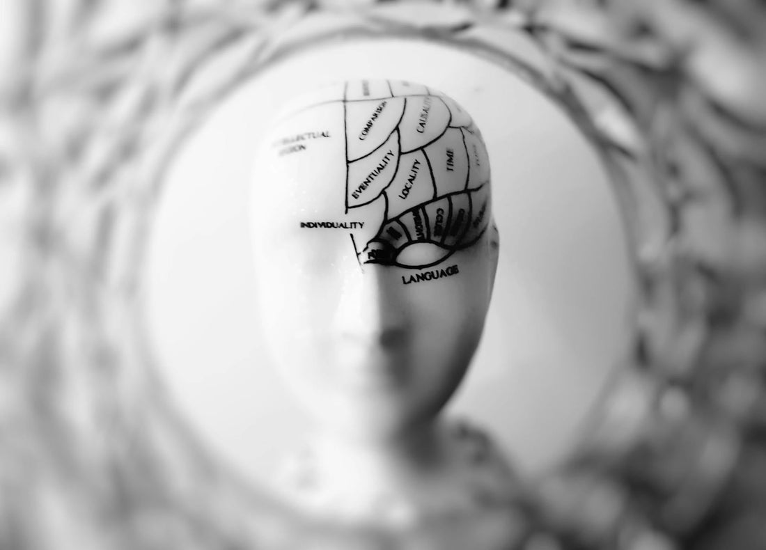 Vergeetachtig? Hoe gezonde vetten je brein ondersteunen - OrganicoLabs